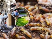 Phun Thuốc Diệt Côn Trùng Tại Nhà Trong Bao Lâu Thì Hết Hẳn?