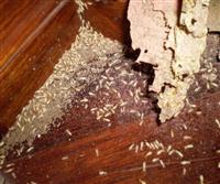 Dịch Vụ Diệt Côn Trùng Tại Hà Nội Bao Nhiêu Tiền? Bảng Giá Mới Nhất