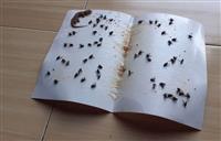 Các cách diệt gián tận gốc để bảo vệ sức khỏe và môi trường sống