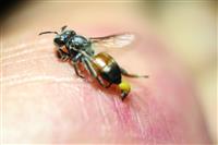 Bị Ong Đốt Bôi Gì Cho Nhanh Khỏi? Những Lưu Ý Quan Trọng