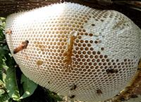 Ong Làm Tổ Trong Nhà Là Điềm Gì? Tốt Hay Xấu Theo Phong Thủy?