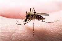 Công Ty Diệt Côn Trùng Tại Hà Nội Giá Tốt – Dịch Vụ Nhanh Chóng 24/7