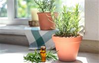 Gợi ý cách diệt côn trùng tại nhà không dùng thuốc và hóa chất