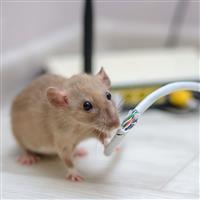 Dịch vụ diệt chuột tại nhà Hà Nội: Chấm dứt nỗi ám ảnh và bảo vệ tổ ấm