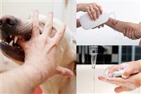 Bị chó cắn nên làm gì? Quy trình sơ cứu và xử lý y tế chuẩn khoa học