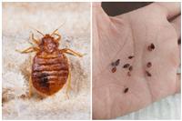 Dịch Vụ Diệt Rệp Giường Tận Gốc - Cam Kết Hết Ngứa, Sạch Trứng 100%