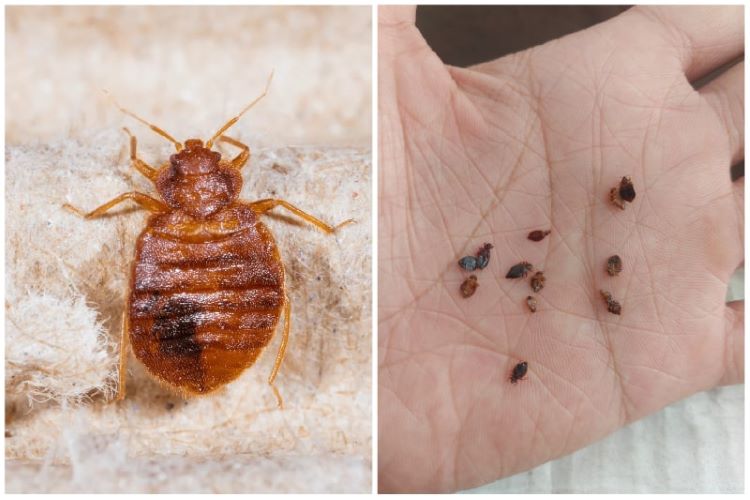 Dịch vụ diệt rệp