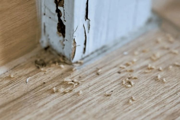 Diệt mối tại Hưng Yên​