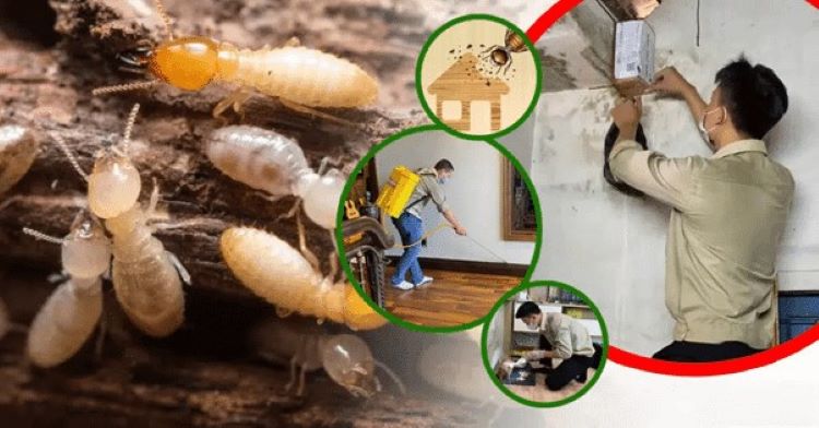 Diệt mối tại Hải Phòng​