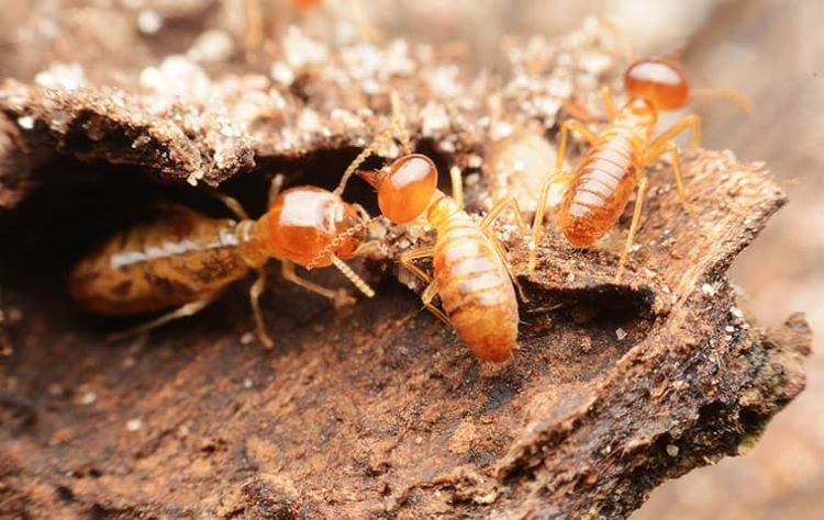 dịch vụ diệt côn trùng tại hà nội​