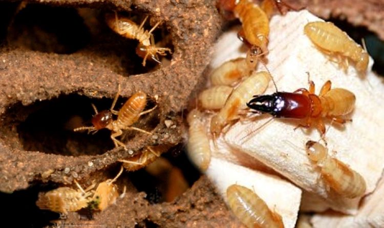 Diệt mối tận gốc Hà Nội​