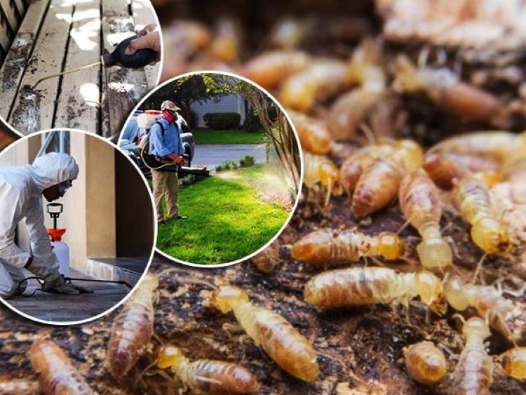 Diệt mối mọt tại Hà Nội​