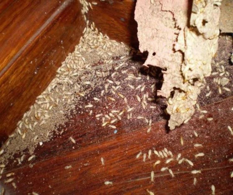 Diệt mối mọt tại Hà Nội​