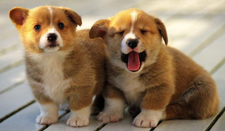 Bị chó cắn nên làm gì