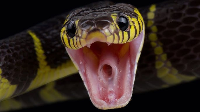 Rắn vào nhà là điềm gì