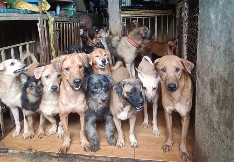 Bị chó cắn nên làm gì