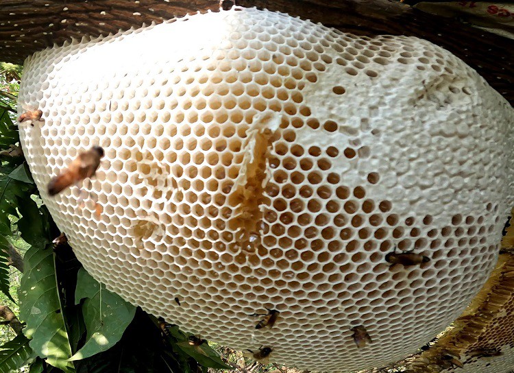 Ong làm tổ trong nhà