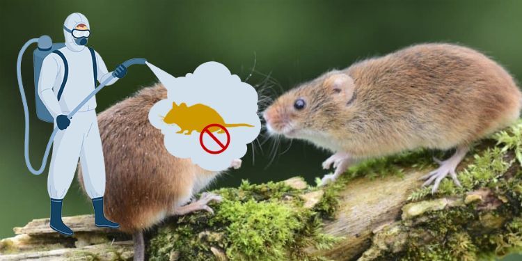 Dịch vụ diệt chuột tại Hải Phòng