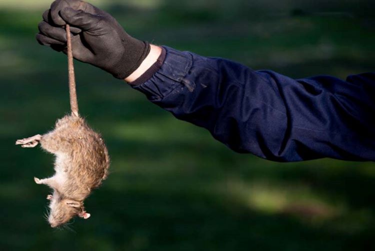 Dịch vụ diệt chuột tại Hải Phòng