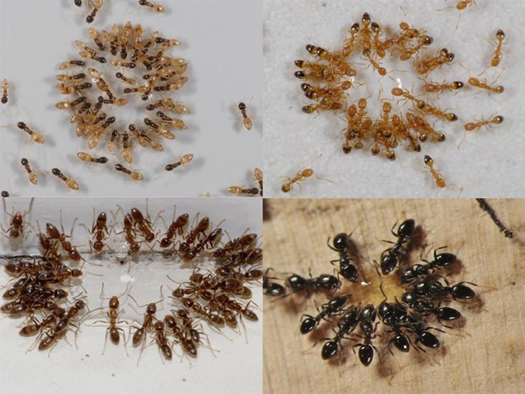 dịch vụ diệt côn trùng tại hà nội​