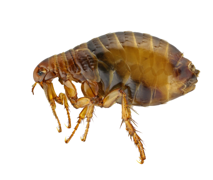 Dịch vụ diệt côn trùng Hà Nội