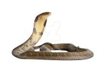 Dịch vụ diệt côn trùng Hà Nội