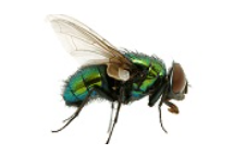 Dịch vụ diệt côn trùng Hà Nội