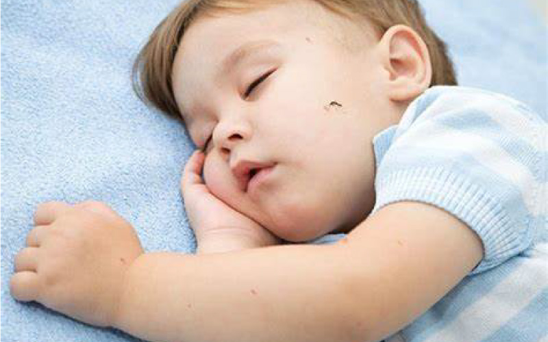 Vì sao cần xử lý côn trùng sớm để tránh ảnh hưởng đến sinh hoạt