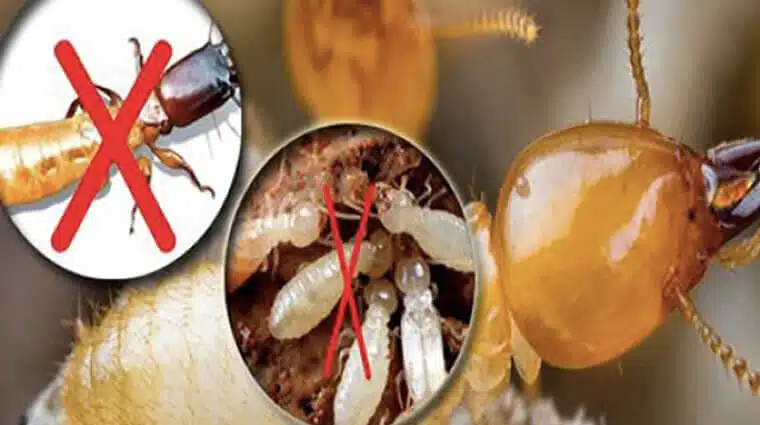 Vì sao cần xử lý côn trùng sớm để tránh ảnh hưởng đến sinh hoạt