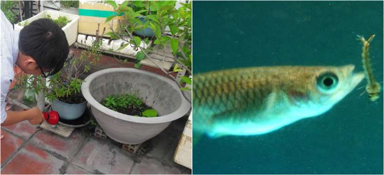 Điều gì thu hút côn trùng xuất hiện trong nhà ở