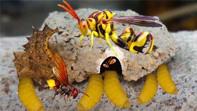 Ong làm tổ trong nhà