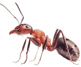 Dịch vụ diệt côn trùng Hà Nội