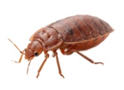 Dịch vụ diệt côn trùng Hà Nội