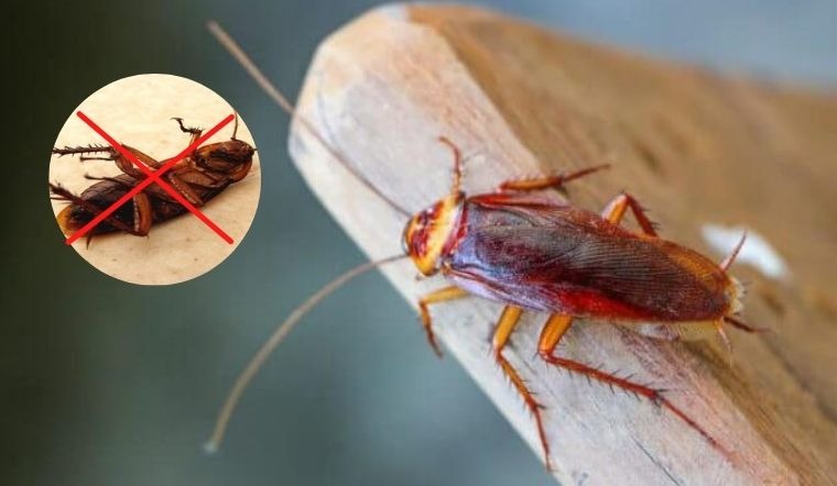 dịch vụ diệt gián tại nhà